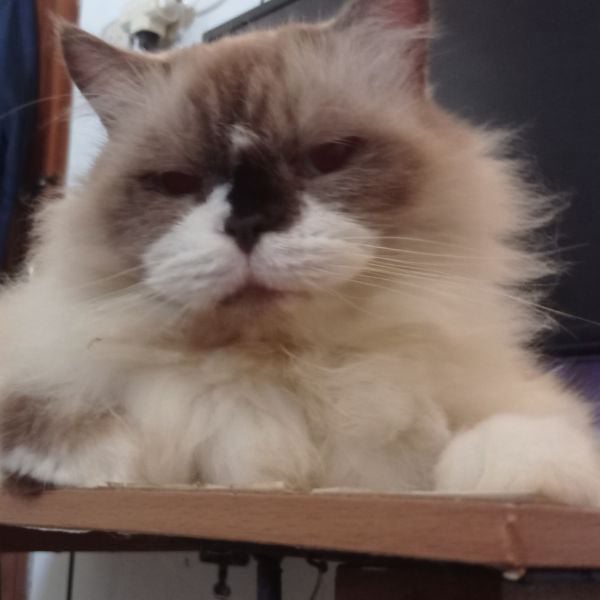 Popo The Cat