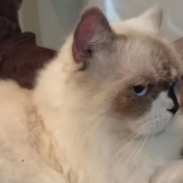 Popo The Cat