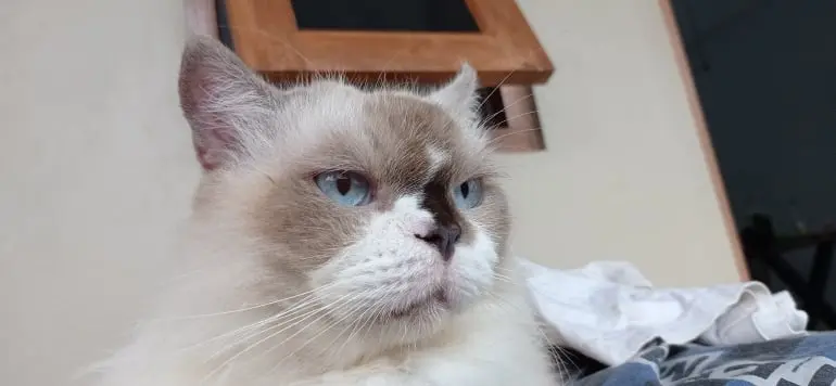 Popo The Cat