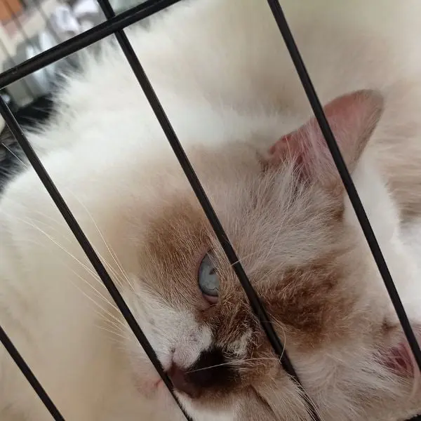 Popo The Cat
