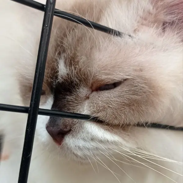 Popo The Cat