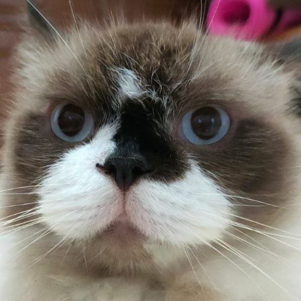 Popo The Cat