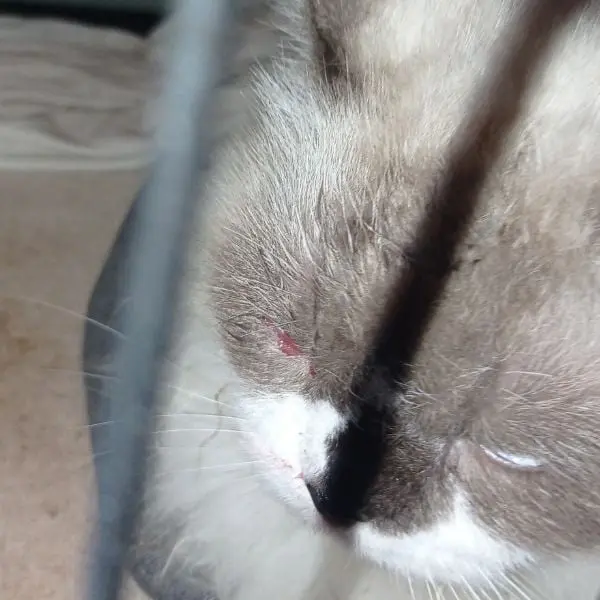 Popo The Cat