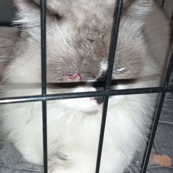 Popo The Cat