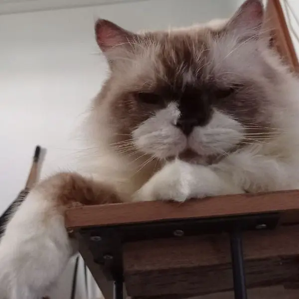 Popo The Cat